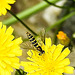 20230628 1492CPw [D~LIP] Kleinköpfiger Pippau (Crepis capillaris), Langbauchschwebfliege (Sphaerophoria scripta), Bad Salzuflen