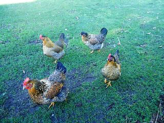 Chicken Family.