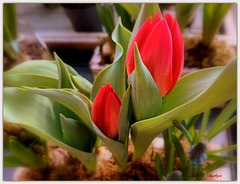 Bonne journée mes ami(e)s ❤️ Premières Tulipes