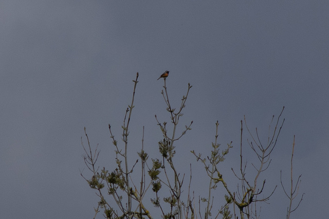 distant Singing Redstart distant Singing Redstart