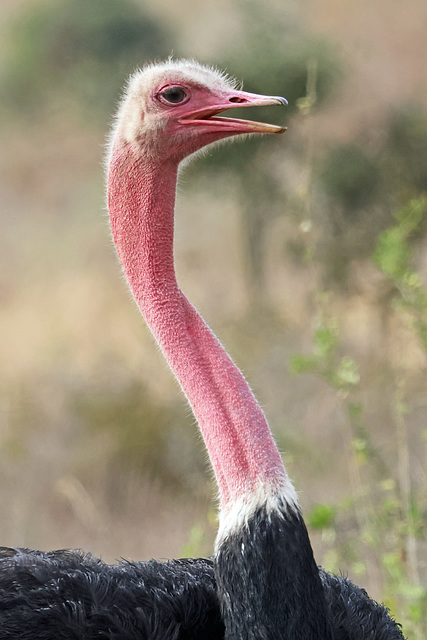 Long neck