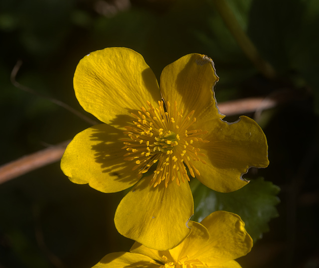 5T2A6208-CR3 DxO DeepPRIME -1MarshMarigoldv3