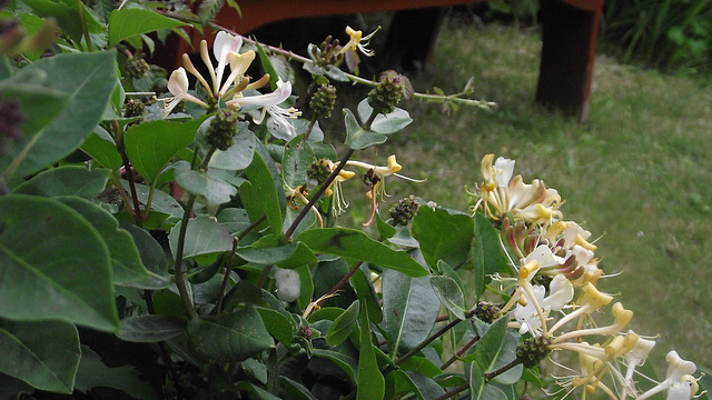 The honeysuckle on my lounge window sill