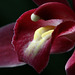 Cymbidium