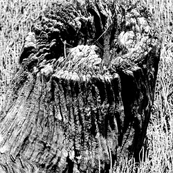 The New Life of Dead Wood (2M) - 13 April 2016