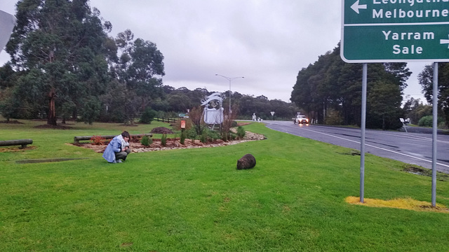 wombat in Foster