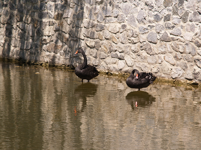 Черные лебеди / Black Swans