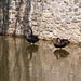 Черные лебеди / Black Swans