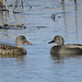 American Wigeon and Gadwall