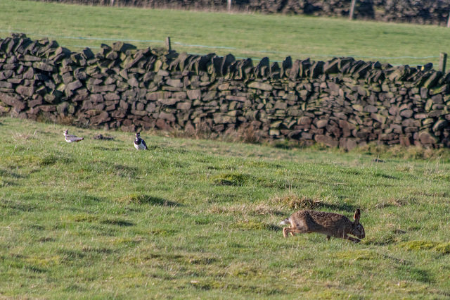 Lapwings and Brown Hare