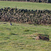 Lapwings and Brown Hare