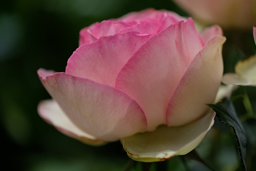 DSCF9575