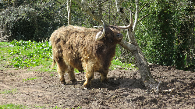 Highland Cattle