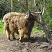 Highland Cattle