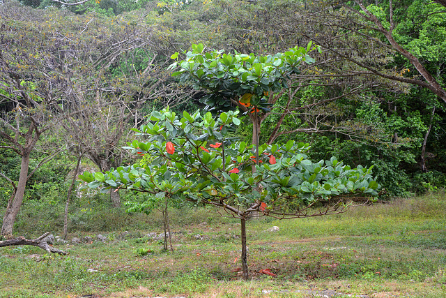 Dominican Republic, Few and Rare Red Leaves ...