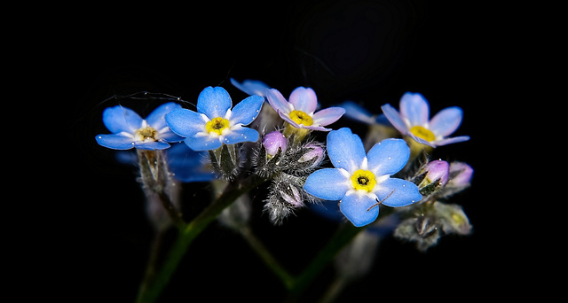 Die Wald Vergissmeinnicht sind auch sehr schöne Anblicke :))  The forest forget-me-nots are also very beautiful sights :))  Les myosotis de la forêt sont aussi de très belles vues :))