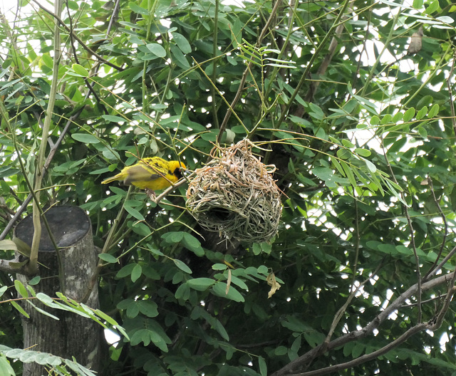 Bois d'Olive (974, Ile de la Réunion). 4 mars 2024. Tisserins.