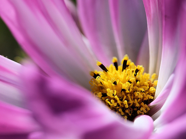 Cosmos Close-up