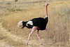 Male ostrich