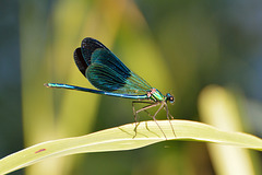 Western Demoiselle m (Calopteryx xanthostoma) 3