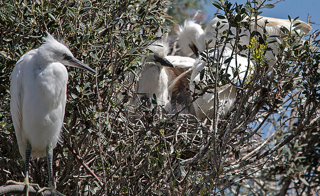 20150518 7876VRTw [R~F] Seidenreiher (Egretta garzetta), Parc Ornithologique, Camargue