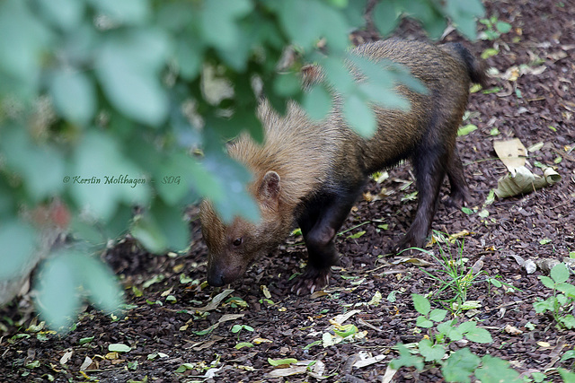 Halb versteckter Waldhund (Wilhelma)