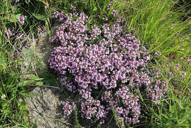 Bergthymian