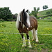 Handsome horse in field near Pipehay Farm
