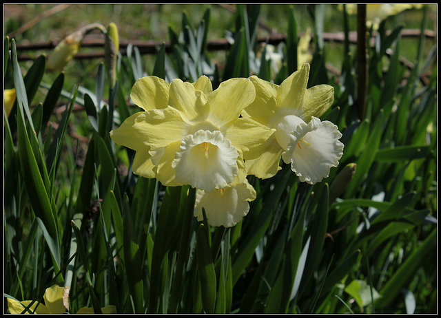 Narcisses hybrides  (1)