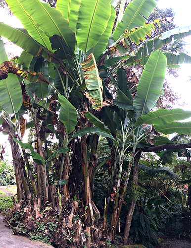 ipernity: Mai'a, Musa, Banana / Plantain tree - by Dinesh