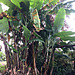 Mai'a, Musa, Banana / Plantain tree