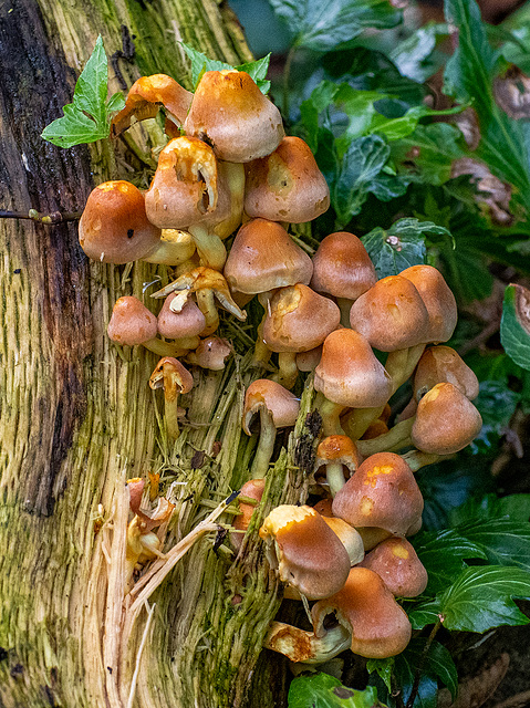 Fungi in an aviary