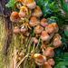 Fungi in an aviary