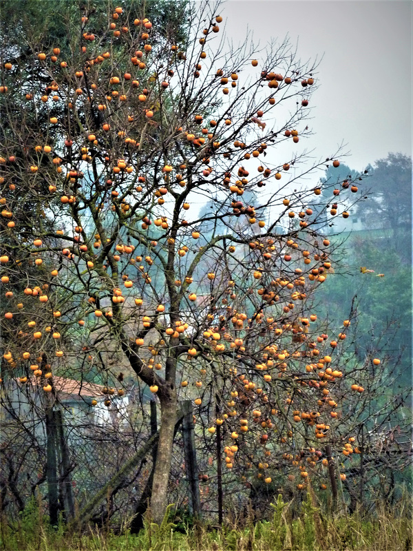 Diospyros I