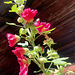Roses trémières