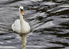 Mute Swan