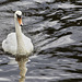 Mute Swan