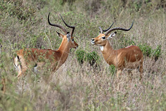 Battling for dominance