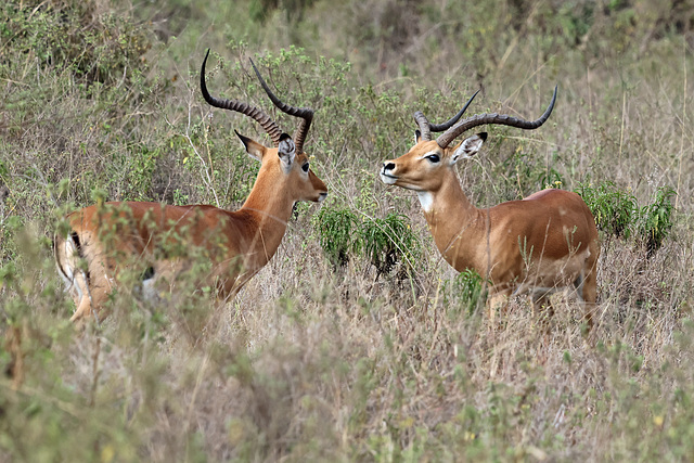 Battling for dominance
