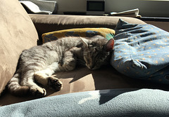 Babou