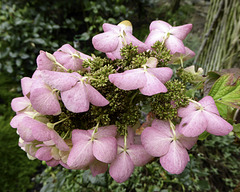 Hydrangea flower changing from white to pink