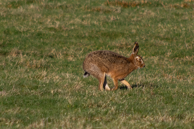 Brown Hare on the move