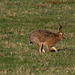 Brown Hare on the move