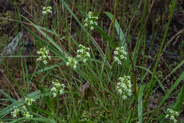 Gymnadeniopsis clavata (Club-spur orchid)