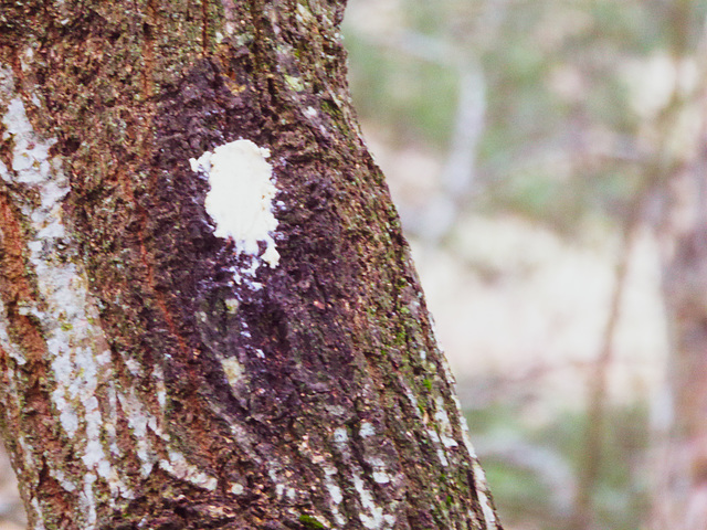 Salt-free peanut butter attractant for birds