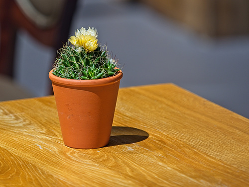 A Pot of Cactus