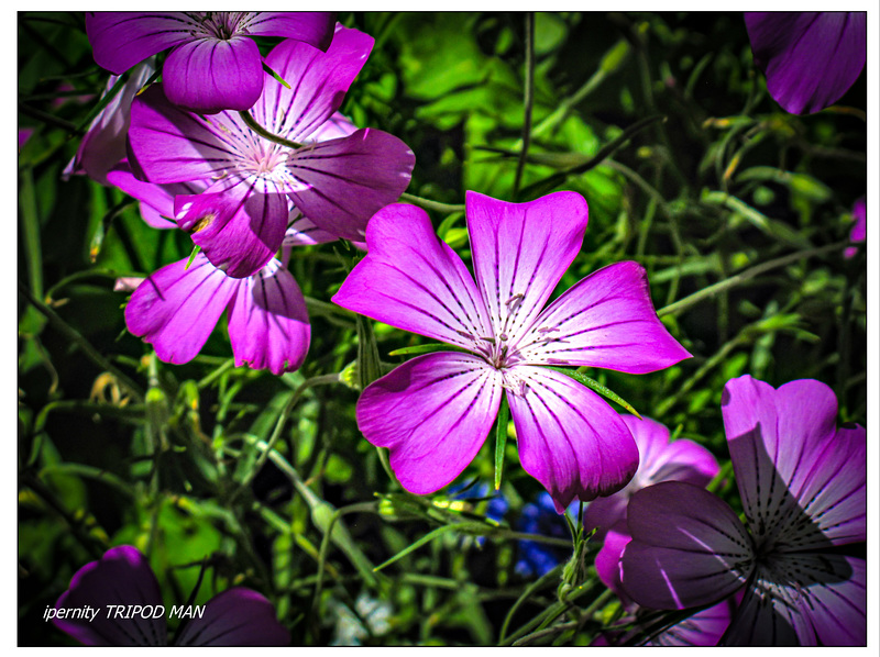 Gartenfreude