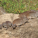 Rock Hyraxes