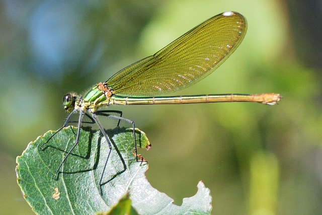 Western Demoiselle f (Calopteryx xanthostoma)