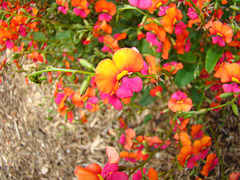 Coral Pea